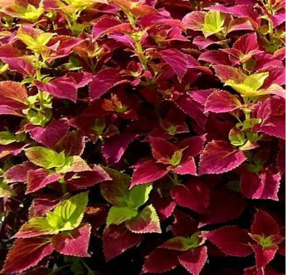 12 12 12 coleus trial timbercrest 2008