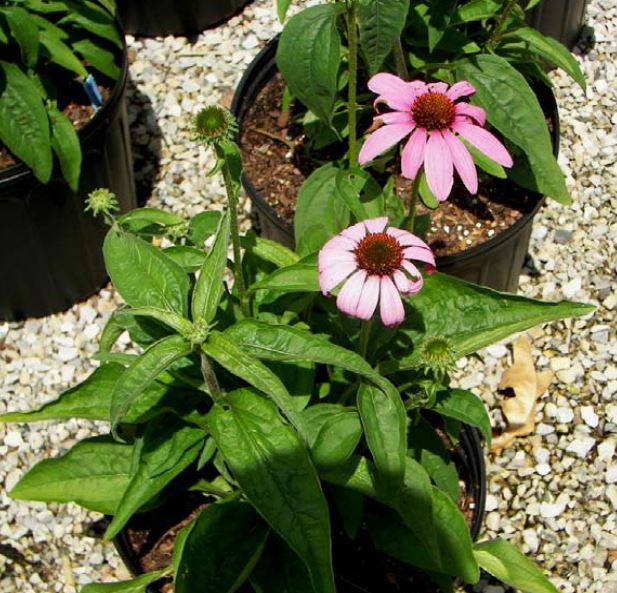 16 4 8 120d echinacea trial