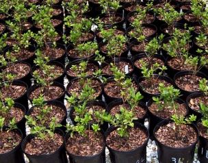 16 4 8 Azelea Trial