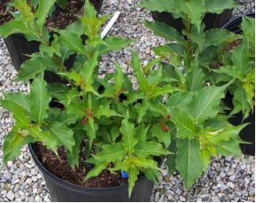 16 4 8 Weigela
