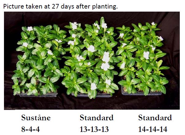 8 4 4 vinca trial