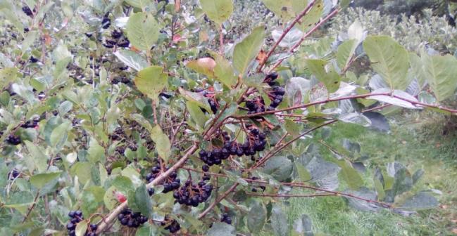 Aronia Research pic