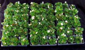 Begonia trial