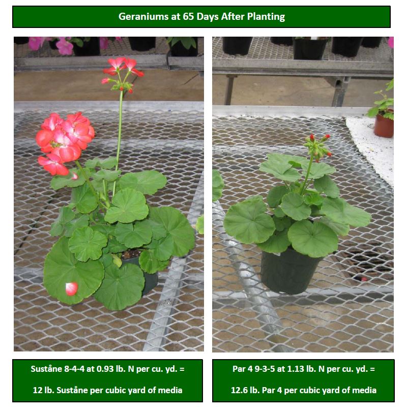 OSU Geraniums Par 4 vs. 8 4 4 2010
