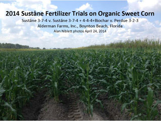 OrganicSweetCorn2