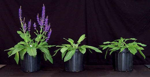 PHRN 0931 Blue Salvia Comparisons