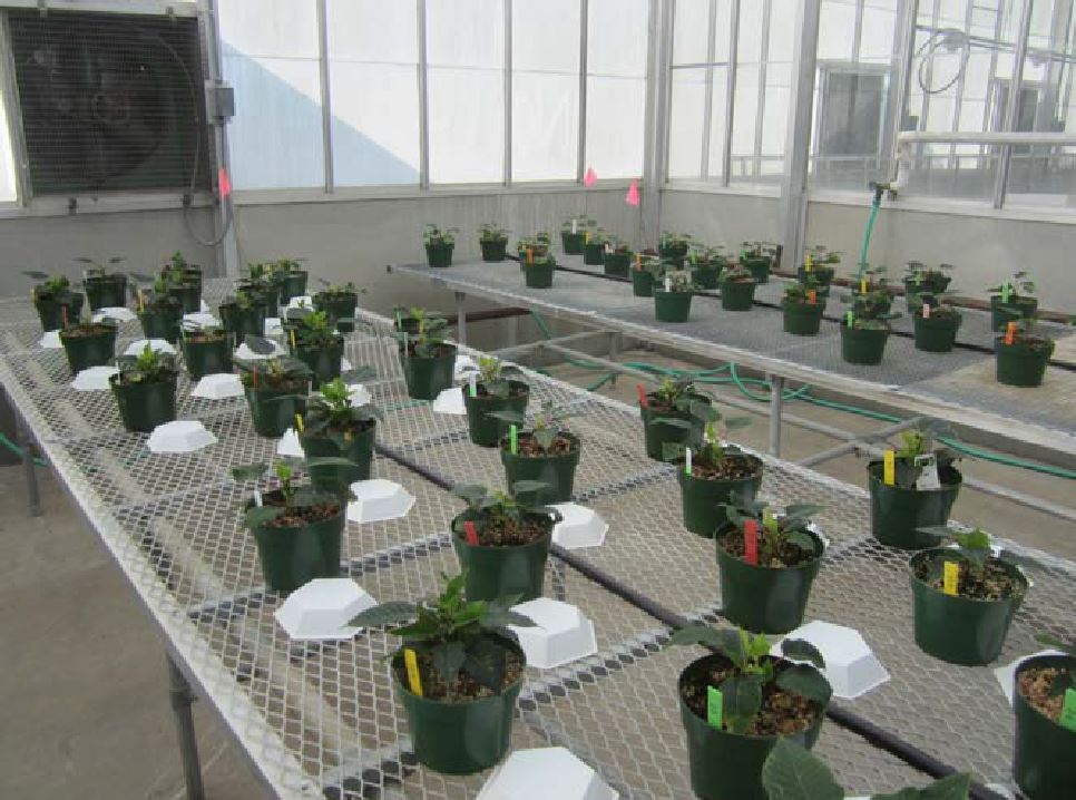Poinsettia Trial KSU