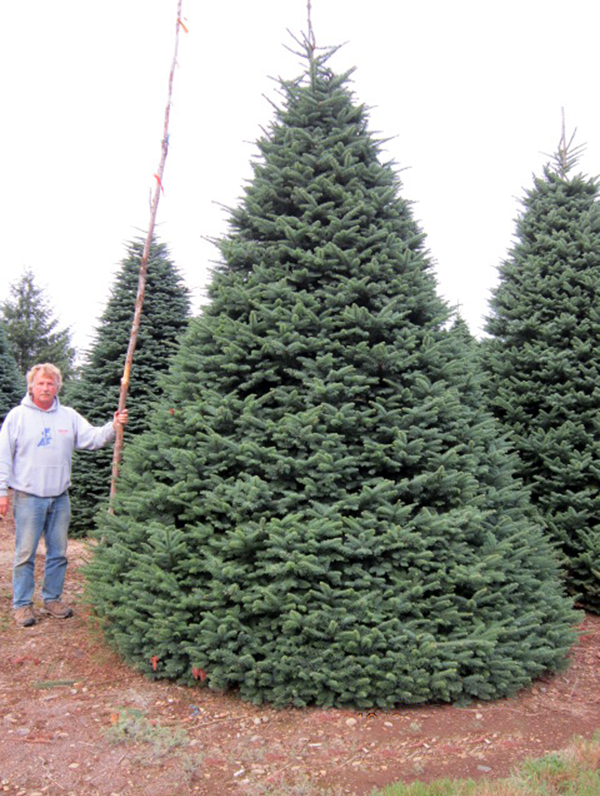 christmastreeresearch