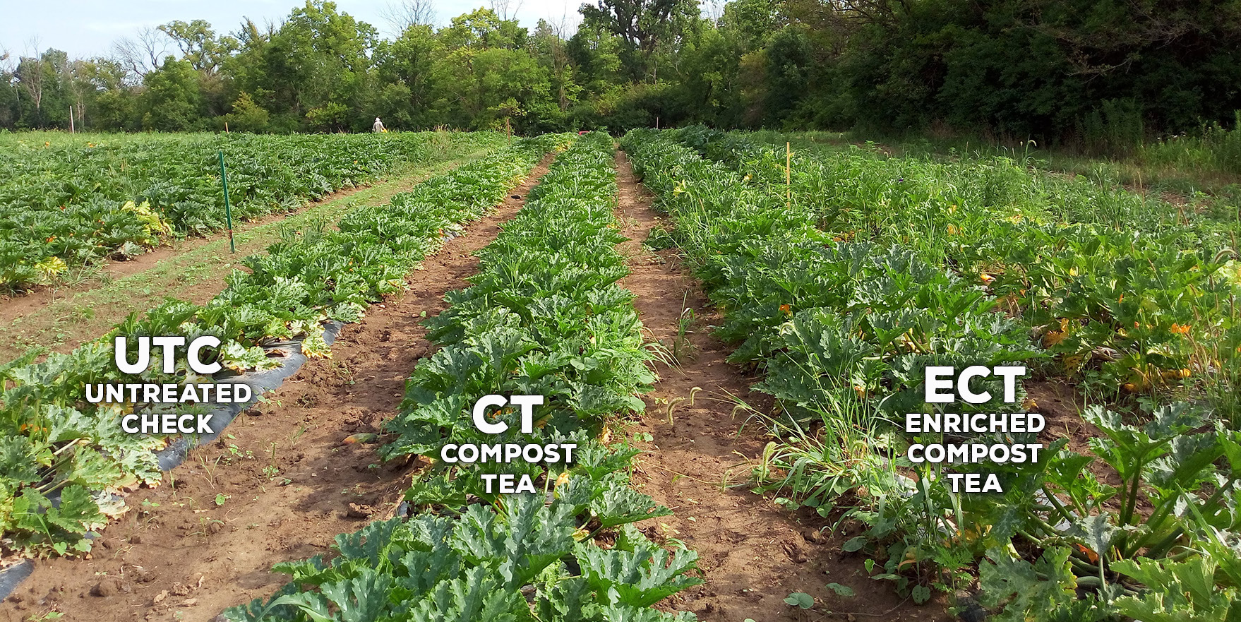 compost tea research picture