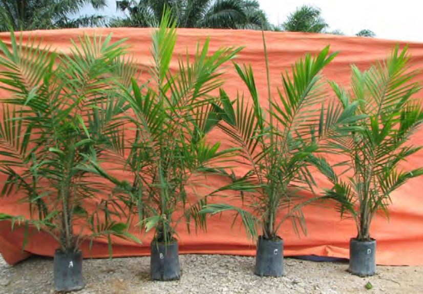 oil palm united plantation