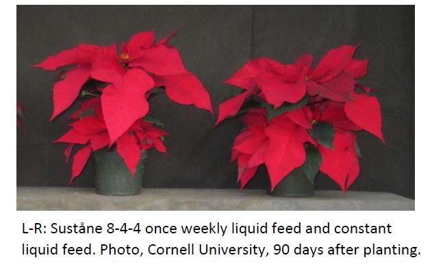 poinsettia 8 4 4 and constant liquid feed