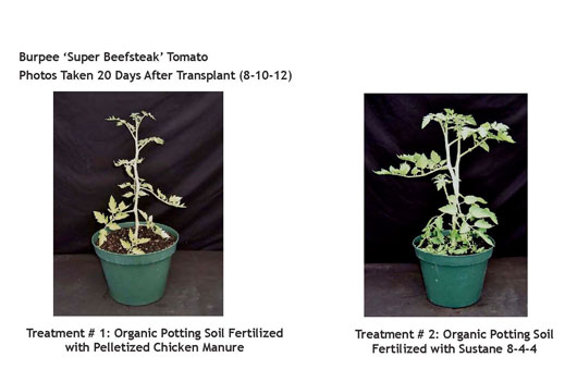 research ag tomato