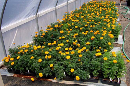 research nursery marigold2