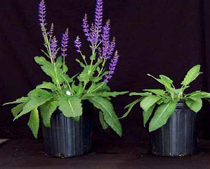 Research Based Fertilizers and Soil Builders