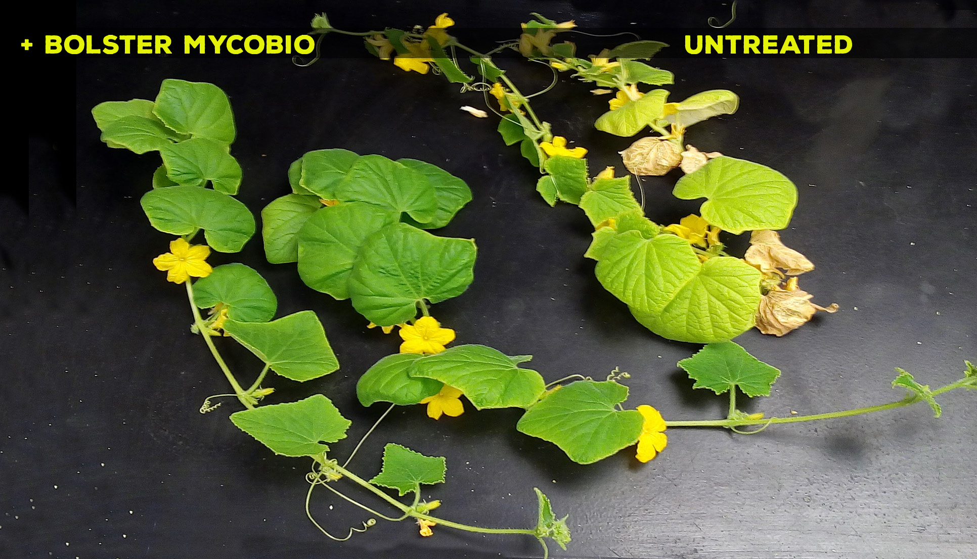 mycorrhizae cucumbercomparison