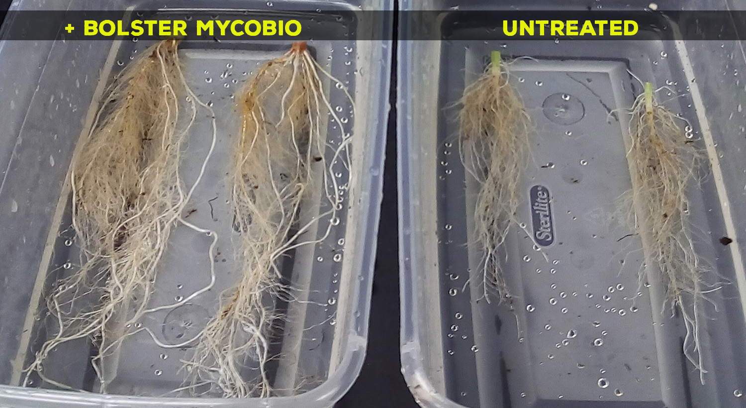 mycorrhizae rootcomparison