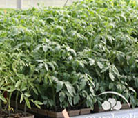 Sunbelt Greenhouses, tomato trial