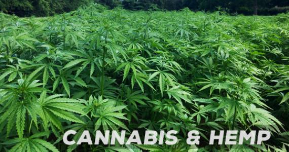 Suståne for Cannabis and Hemp