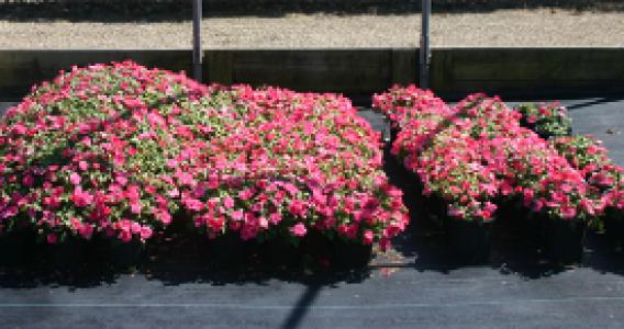 Suståne Research in Landscape