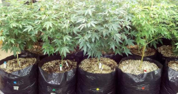 Suståne Research in Cannabis