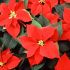 Poinsettia health, New York