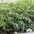 Sunbelt Greenhouses, tomato trial